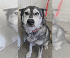 Siberian Husky Dogs for adoption in San Bernardino, CA, USA