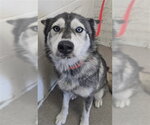 MIRRIAN - Female Siberian Husky Dog for Adoption - Small photo