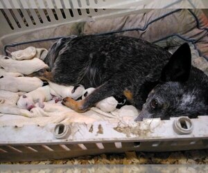 Australian Cattle Dog Litter for sale in BUFFALO VALLEY, TN, USA