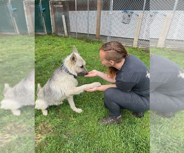 Medium Photo #4 German Shepherd Dog-Unknown Mix Puppy For Sale in Brewster, NY, USA