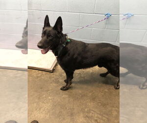 German Shepherd Dog Dogs for adoption in Evansville, IN, USA