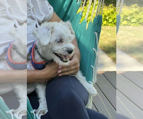 Medium Photo #4 Mutt Puppy For Sale in Andover, MN, USA