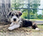 Small Dachshund Mix