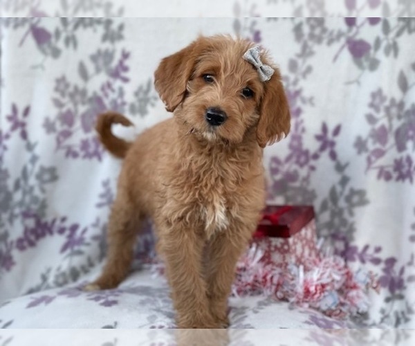Medium Photo #2 Labradoodle Puppy For Sale in LAKELAND, FL, USA