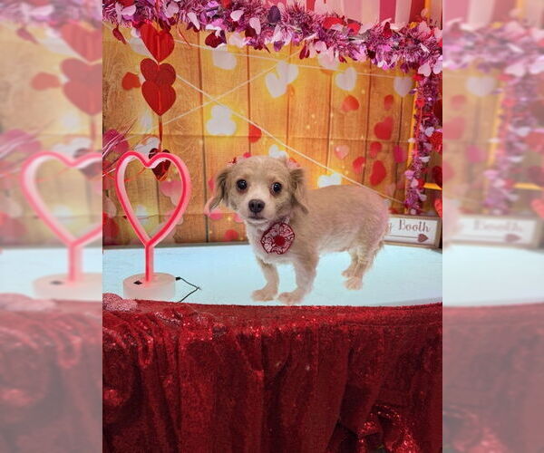 Medium Photo #6 Chiweenie Puppy For Sale in Oakhurst, NJ, USA