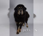 Small #1 Tibetan Mastiff