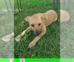 Small Photo #10 Australian Shepherd-Beagle Mix Puppy For Sale in Pensacola, FL, USA