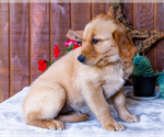 Small Photo #22 Golden Retriever Puppy For Sale in WAKARUSA, IN, USA