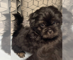 Puppy 1 Shih Tzu