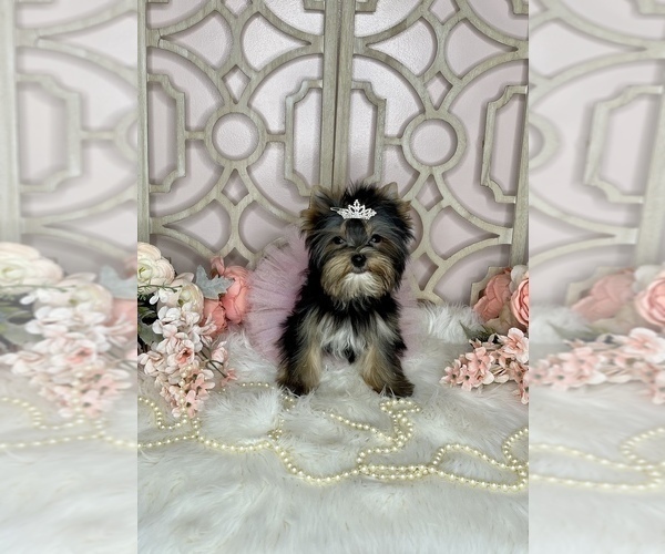 Medium Photo #4 Yorkshire Terrier Puppy For Sale in MORRIS CHAPEL, TN, USA