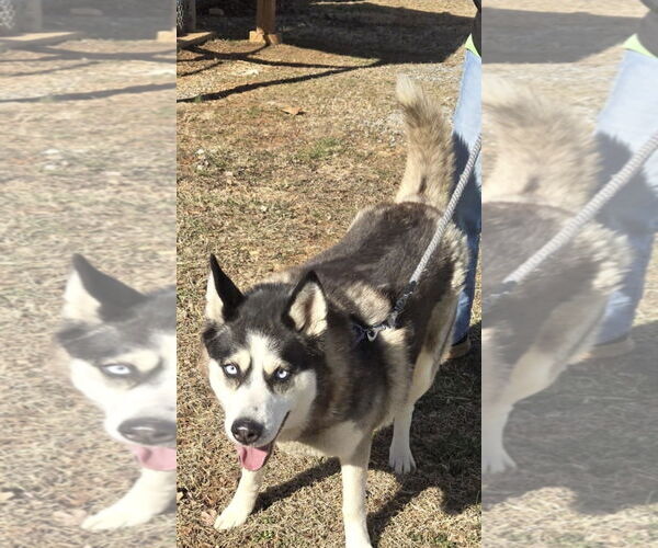 Medium Photo #4 Siberian Husky Puppy For Sale in Rustburg, VA, USA