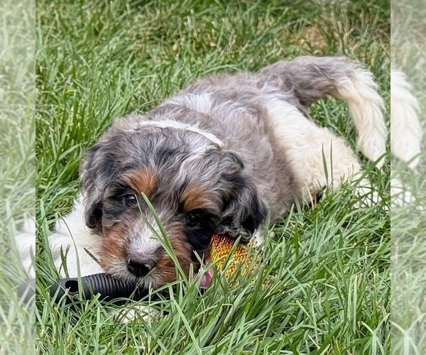 Medium Photo #1 Bernedoodle (Miniature) Puppy For Sale in ROY, UT, USA