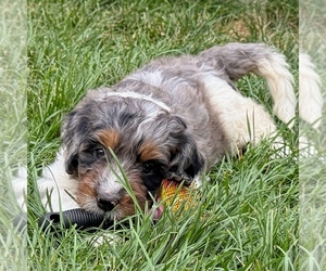 Bernedoodle (Miniature) Puppy for sale in ROY, UT, USA