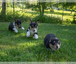 Small Photo #11 Pembroke Welsh Corgi Puppy For Sale in NEW DOUGLAS, IL, USA