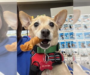 Chihuahua-Unknown Mix Dogs for adoption in Farmington, MN, USA