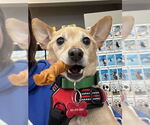 Small Chihuahua Mix