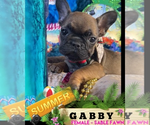 French Bulldog Puppy for sale in HEATHROW, FL, USA