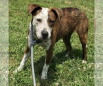 Small #4 Beagle Mix