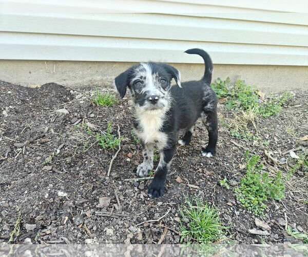 Medium Photo #5 Border-Aussie Puppy For Sale in Fultonham, NY, USA