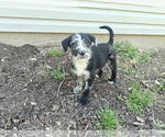 Small #4 Border-Aussie