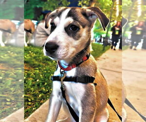 Siberian Husky-Unknown Mix Dogs for adoption in Matawan, NJ, USA