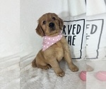 Small #4 Golden Retriever