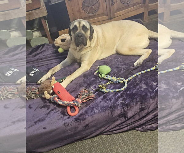 Medium Photo #2 Mastiff Puppy For Sale in Edmond, OK, USA