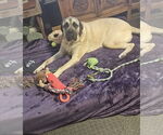 Small #1 Mastiff
