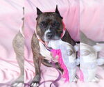 Small Photo #6 Mutt Puppy For Sale in Philadelphia, PA, USA