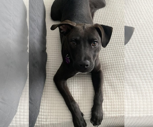 Medium Photo #9 American Pit Bull Terrier-Unknown Mix Puppy For Sale in Minneapolis, MN, USA