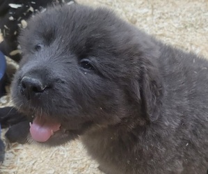 Tibetan Mastiff Puppy for Sale in PRINCETON, Minnesota USA