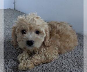 Cavachon Puppy for sale in FREDERICKSBURG, OH, USA