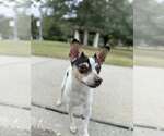 Small #1 Rat Terrier Mix