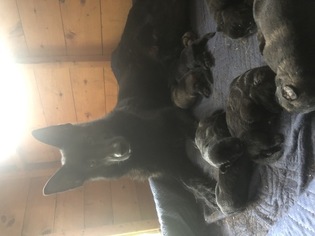 Mother of the German Shepherd Dog puppies born on 06/25/2018