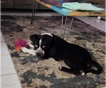 Small Photo #1 Collie-Labrador Retriever Mix Puppy For Sale in Royal Palm Beach, FL, USA