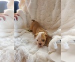 Small Photo #32 English Bulldog Puppy For Sale in ALBUQUERQUE, NM, USA