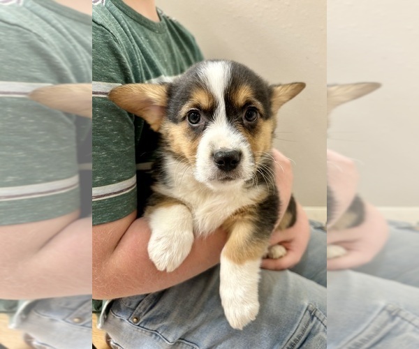 Medium Photo #2 Pembroke Welsh Corgi Puppy For Sale in ROCK VALLEY, IA, USA