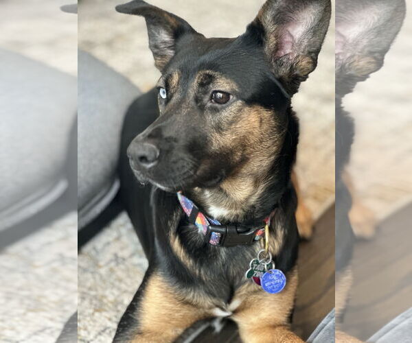 Medium Photo #8 Rottweiler-Unknown Mix Puppy For Sale in Houston, TX, USA