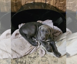 Medium Irish Dane