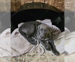 Puppy Rivers Irish Dane