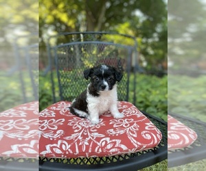 Poodle (Toy)-Yorkshire Terrier Mix Puppy for sale in WAXAHACHIE, TX, USA