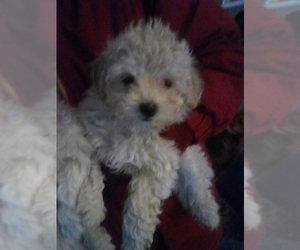 Maltese-Poodle (Toy) Mix Puppy for sale in HUNTINGTON, IN, USA