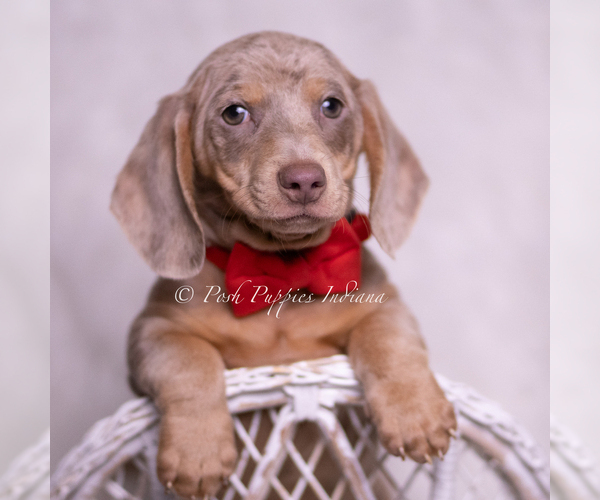 Medium Photo #4 Dachshund Puppy For Sale in WARSAW, IN, USA