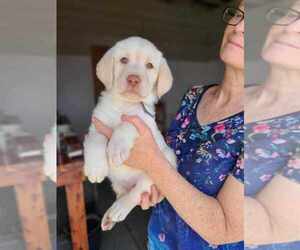 Goberian Puppy for sale in WAGENER, SC, USA