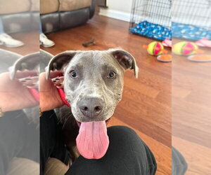 Snazzy - Female Mutt Dog for Adoption - Photo #2