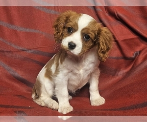 Cavalier King Charles Spaniel Puppy for sale in PROVIDENCE, RI, USA