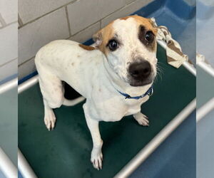 American Foxhound-Jack Russell Terrier Mix Dogs for adoption in Mayfield, NY, USA