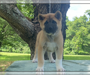 Akita Puppy for sale in BRISTOL, VA, USA