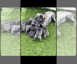 Image preview for Ad Listing. Nickname: Litter of 4