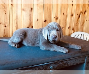 Labrador Retriever Puppy for sale in FREDERICKSBURG, OH, USA